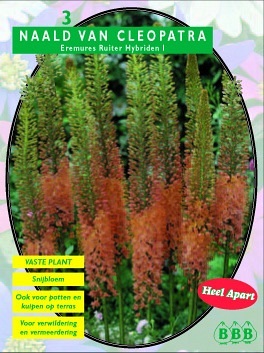 Zomerbollen en vaste planten Vaste planten Naald van Cleopatra ruiter hybr per 3  (a6174)