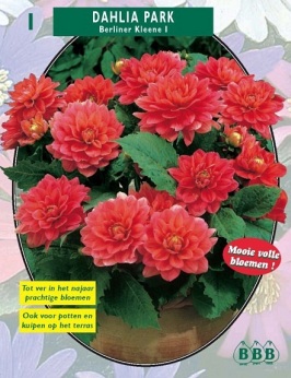 Zomerbollen en vaste planten Dahlia Dahlia park Berliner Kleene per 1  (a6144)