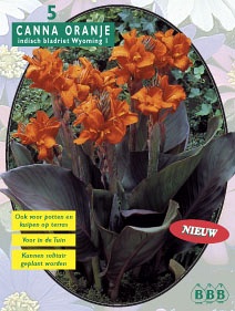 Zomerbollen en vaste planten Canna Indisch Bladriet oranje per 5  (a6075)