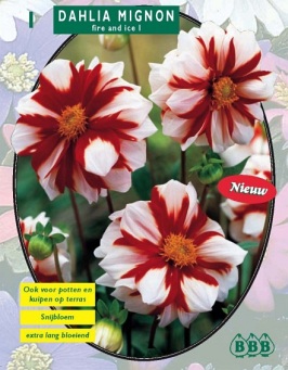 Zomerbollen en vaste planten Dahlia Dahlia mignon Fire & Ice per 1  (a6136)