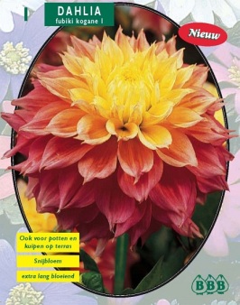Zomerbollen en vaste planten Dahlia Dahlia fubiki Kogane per 1  (a6134)