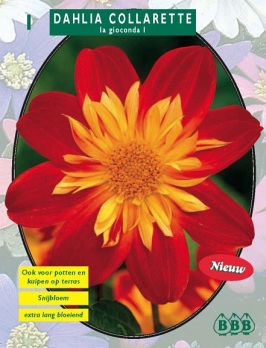 Zomerbollen en vaste planten Dahlia Dahlia collaretta La Gioconda per 1  (a6120)