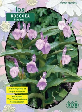 Zomerbollen en vaste planten Orchidee&Atilde;&laquo;n Gember orchidee purpurea per 1  (a6318)
