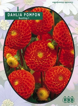 Zomerbollen en vaste planten Dahlia Dahlia pompon Bantling per 1  (a6152)