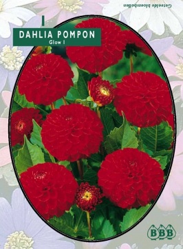 Zomerbollen en vaste planten Dahlia Dahlia pompon Glow per 1  (a6153)