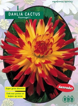 Zomerbollen en vaste planten Dahlia Dahlia cactus Vuurvogel per 1  (a6107)