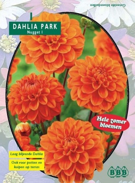 Zomerbollen en vaste planten Dahlia Dahlia park Nugget per 1  (a6141)