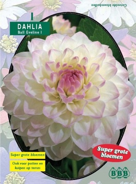 Zomerbollen en vaste planten Dahlia Dahlia ball Eveline per 1  (a6102)