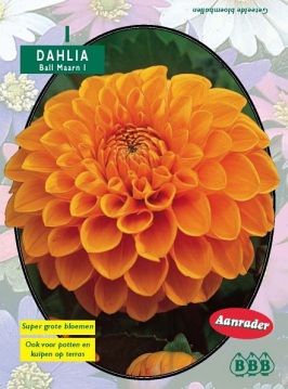 Zomerbollen en vaste planten Dahlia Dahlia ball Maarn per 1  (a6103)