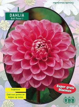 Zomerbollen en vaste planten Dahlia Dahlia ball Peter per 1  (a6104)
