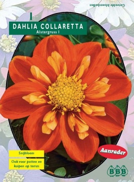 Zomerbollen en vaste planten Dahlia Dahlia collaretta Alstergruss per 1  (a6118)