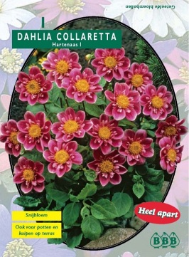 Zomerbollen en vaste planten Dahlia Dahlia collaretta Hartenaas per 1  (a6119)