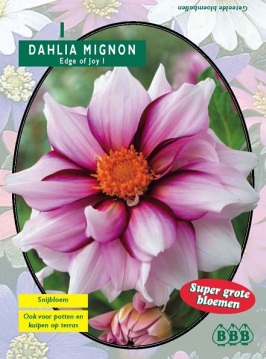 Zomerbollen en vaste planten Dahlia Dahlia mignon Edge of Joy per 1  (a6135)