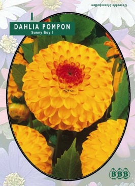 Zomerbollen en vaste planten Dahlia Dahlia pompon Sunny Boy per 1  (a6155)