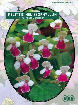 Zomerbollen en vaste planten Diverse soorten Bijenblad Royal Velvet Dist. per 2  (a6282)