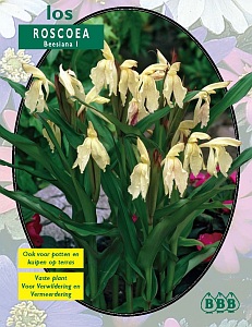 Zomerbollen en vaste planten Orchidee&Atilde;&laquo;n Gember orchidee beesiana per 1  (a6316)