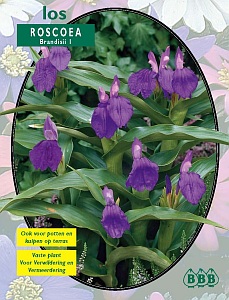 Zomerbollen en vaste planten Orchidee&Atilde;&laquo;n Gember orchidee brandisii per 1  (a6317)
