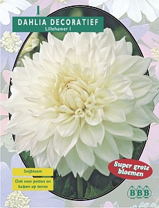 Zomerbollen en vaste planten Dahlia Dahlia decoratief Lillehamer per 1  (a6121)