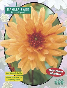 Zomerbollen en vaste planten Dahlia Dahlia park Orange Pigmy per 1  (a6142)