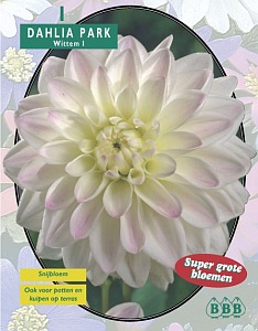 Zomerbollen en vaste planten Dahlia Dahlia park Wittem per 1  (a6143)