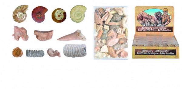 Zaden speciaal en exotisch Kinderhoek: Leer, Doe & Beleef Fossielen gemixt in doos  (ML010)