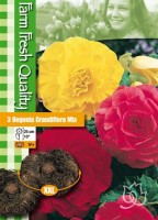 Begonia Begonia