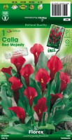 Calla Calla