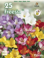 Freesia Freesia