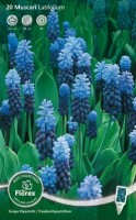 Blauw druifje