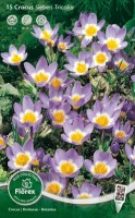 Crocus