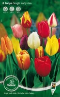 Tulpen