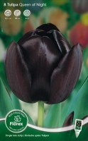 Najaarsbollen Tulpen Enkele late tulpen Enkele late tulpen