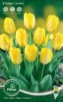 Najaarsbollen Tulpen Fosteriana tulpen Fosteriana tulpen