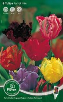 Najaarsbollen Tulpen Gefranjerde tulpen Gefranjerde tulpen