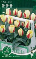 Najaarsbollen Tulpen Kaufmanniana tulpen Kaufmanniana tulpen