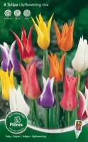 Najaarsbollen Tulpen Leliebloemige tulpen Leliebloemige tulpen