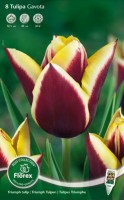 Najaarsbollen Tulpen Triumph tulpen Triumph tulpen
