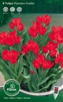 Najaarsbollen Tulpen Trostulpen Trostulpen