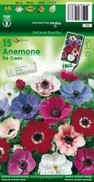 Tuinspecials Zomerbollen en vaste planten Anemoon Anemoon