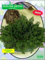 Tuinspecials Zomerbollen en vaste planten Roos van Jericho Roos van Jericho