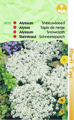 Zaden online Bloemenzaden Zaden Eenjarigen Alyssum marr. procumbens wit sneeuwkleed Alyssum marr. procumbens wit sneeuwkleed (TP14025) Zaden online Bloemenzaden Zaden Eenjarigen Alyssum marr. procumbens wit sneeuwkleed Alyssum marr. procumbens wit sneeuwkleed (TP14025)