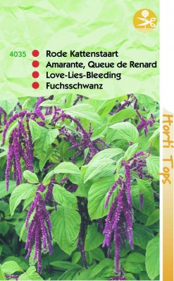 Zaden online Bloemenzaden Zaden Eenjarigen Amaranthus Kattenstaart caudatus rood Amaranthus Kattenstaart caudatus rood  (TP14035)