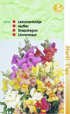 Zaden online Bloemenzaden Zaden Eenjarigen Antirrhinum Leeuwenbekje Nanum gemengd Antirrhinum Leeuwenbekje Nanum gemengd (TP14044) Zaden online Bloemenzaden Zaden Eenjarigen Antirrhinum Leeuwenbekje Nanum gemengd Antirrhinum Leeuwenbekje Nanum gemengd (TP14044)