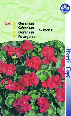 Zaden online Bloemenzaden Zaden Eenjarigen Pelargonium Geranium F1 Mustang kersrood Pelargonium Geranium F1 Mustang kersrood (TP14556) Zaden online Bloemenzaden Zaden Eenjarigen Pelargonium Geranium F1 Mustang kersrood Pelargonium Geranium F1 Mustang kersrood (TP14556)