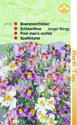 Zaden online Bloemenzaden Zaden Eenjarigen Schizanthus Armelui Zaden online Bloemenzaden Zaden Eenjarigen Schizanthus Armelui