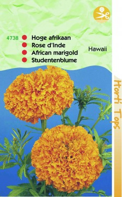 Zaden online Bloemenzaden Zaden Eenjarigen Tagetes Afrikaantjes Hawaii hoog gr.bl. Tagetes Afrikaantjes Hawaii hoog gr.bl. (TP14738) Zaden online Bloemenzaden Zaden Eenjarigen Tagetes Afrikaantjes Hawaii hoog gr.bl. Tagetes Afrikaantjes Hawaii hoog gr.bl. (TP14738)