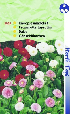 Zaden online Bloemenzaden Zaden Tweejarigen Madeliefje Dubbel Pomponette gemengd Madeliefje Dubbel Pomponette gemengd (TP15025) Zaden online Bloemenzaden Zaden Tweejarigen Madeliefje Dubbel Pomponette gemengd Madeliefje Dubbel Pomponette gemengd (TP15025)