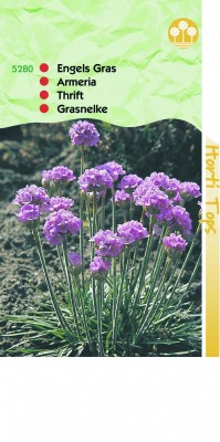 Zaden online Bloemenzaden Zaden Meerjarigen Engels gras roze Engels gras roze  (TP15280)
