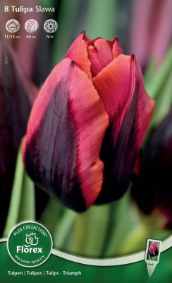 Bloembollen online Tulpenbollen Triumph tulpen tulp Triumph Slawa per 8 tulp Triumph Slawa per 8 (a5324) Bloembollen online Tulpenbollen Triumph tulpen tulp Triumph Slawa per 8 tulp Triumph Slawa per 8 (a5324)
