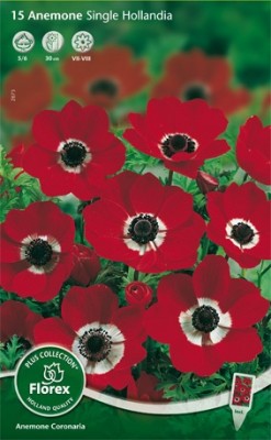 Bloembollen online Anemoon Anemoon rood per 15 Anemoon rood per 15 (872873) Bloembollen online Anemoon Anemoon rood per 15 Anemoon rood per 15 (872873)